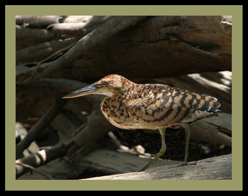 photo "Rare bird" tags: nature, travel, South America, wild animals