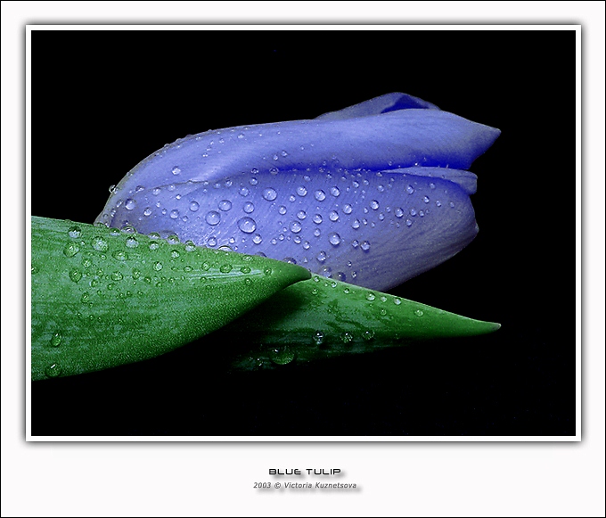 фото "Blue" метки: природа, цветы