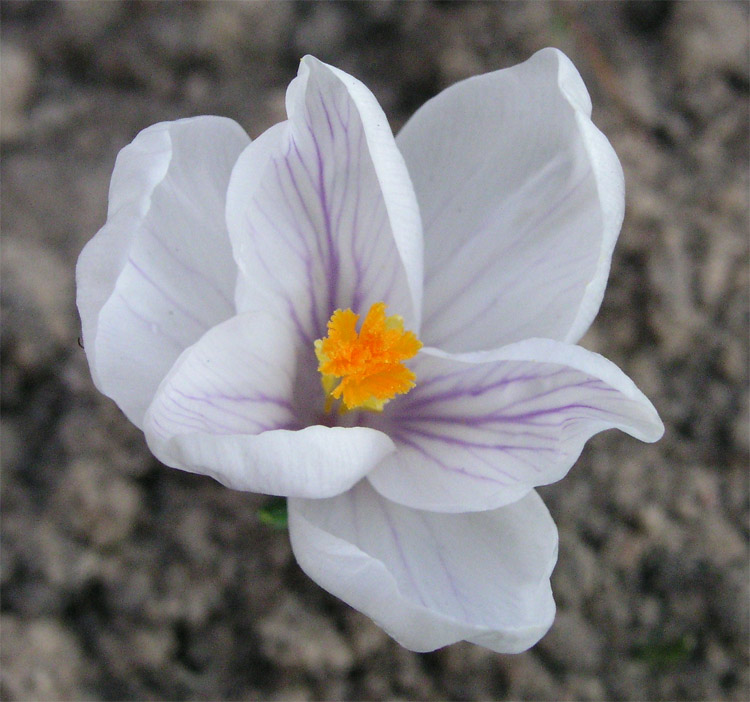 photo "Primrose" tags: macro and close-up, 