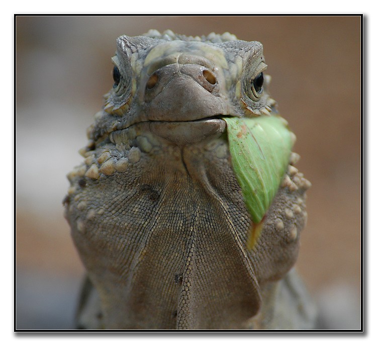 photo "Сomplacent" tags: nature, wild animals