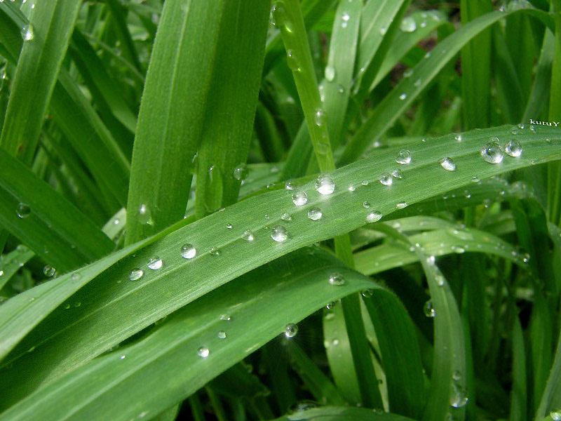 фото "После дождя" метки: макро и крупный план, природа, цветы