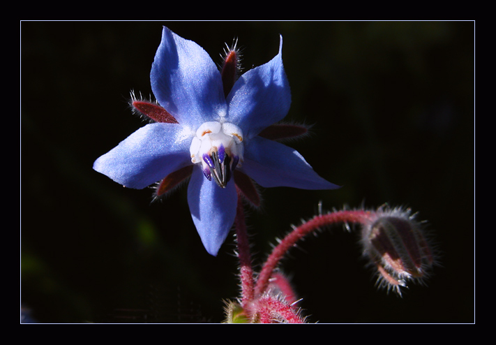 фото "blue star" метки: макро и крупный план, природа, цветы