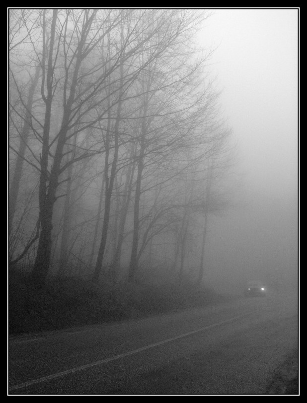 photo "Fog" tags: landscape, forest, spring