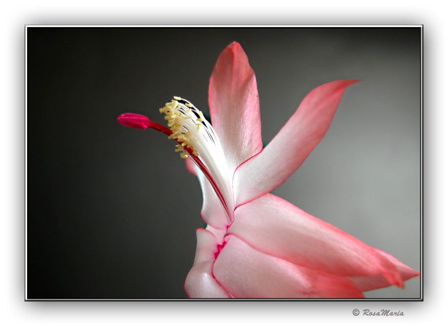 photo "Ready to Fly" tags: macro and close-up, nature, flowers