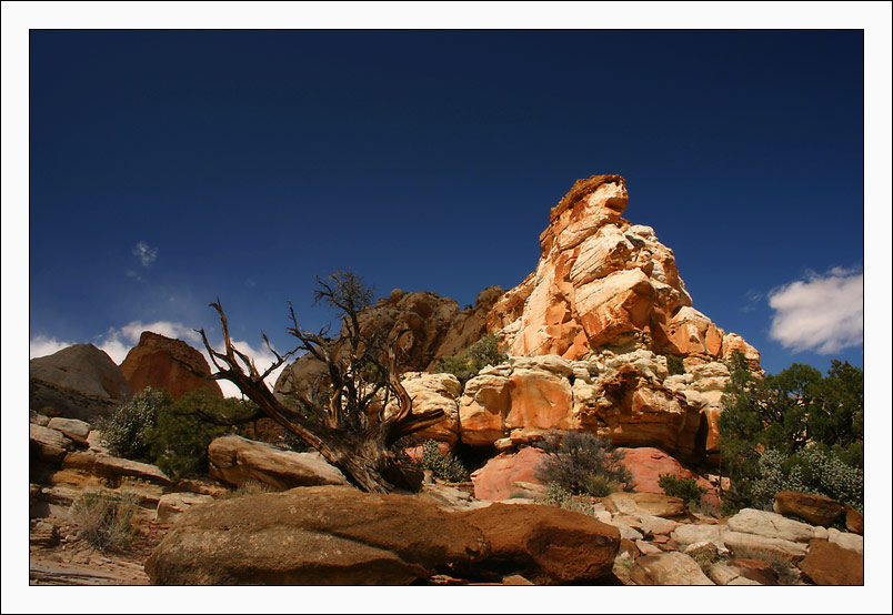 photo "An Old Tree And A Rock" tags: nature, 