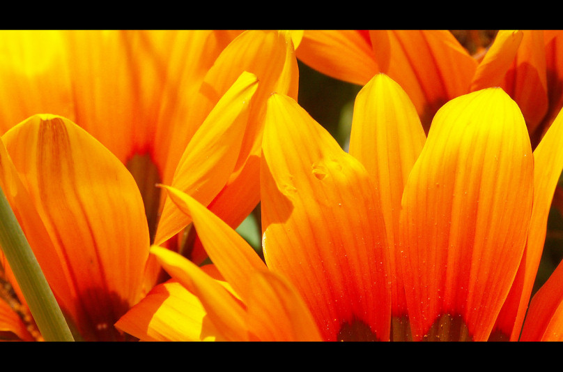 photo "The fire" tags: nature, flowers