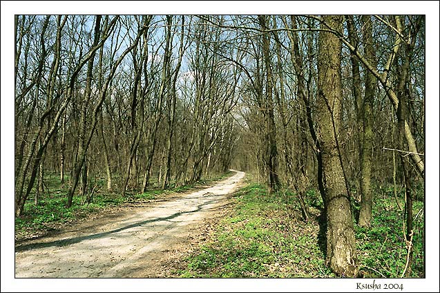 фото "Дорога в весну..." метки: разное, пейзаж, лес