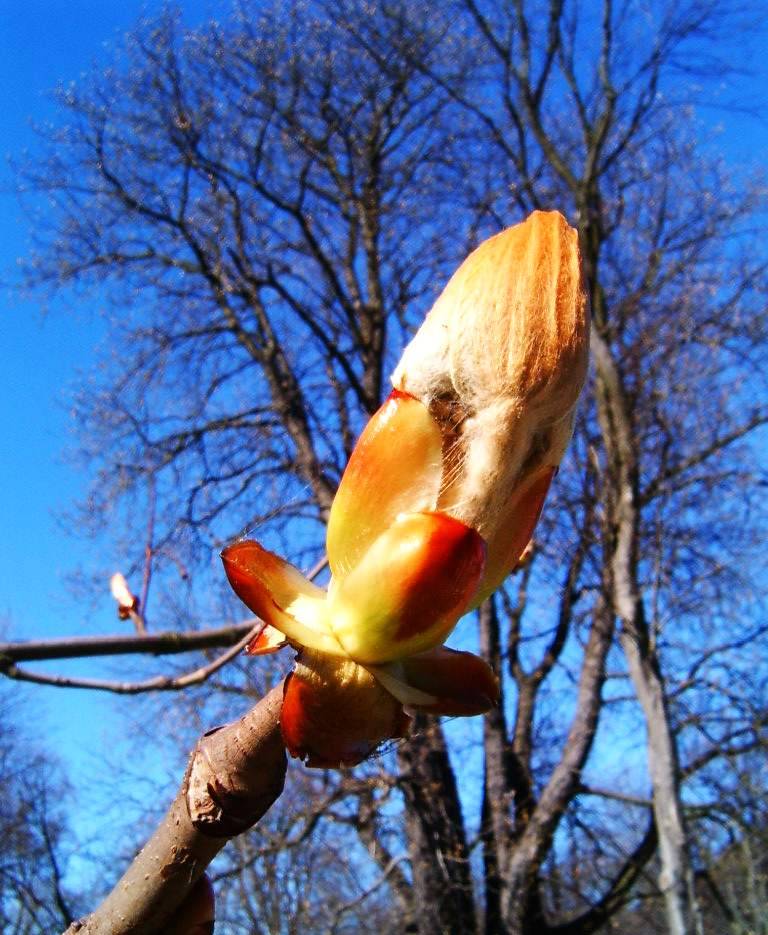 photo "Spring time." tags: nature, flowers