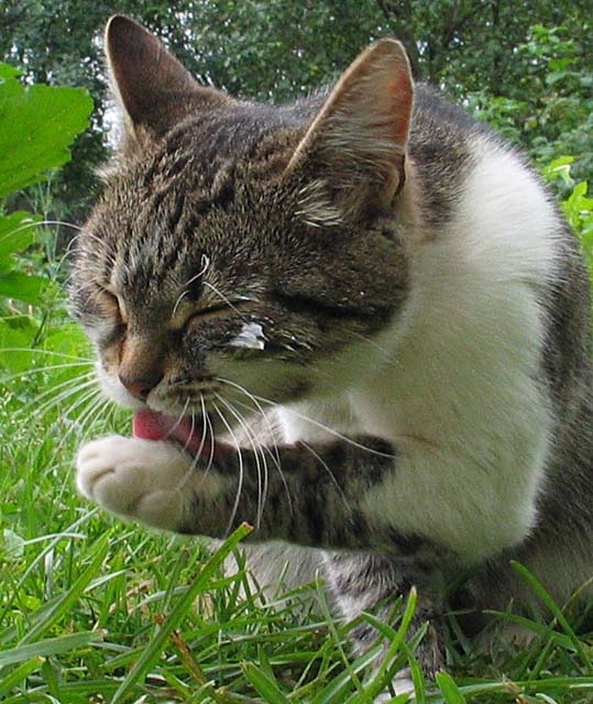 photo "After the sour cream" tags: nature, pets/farm animals