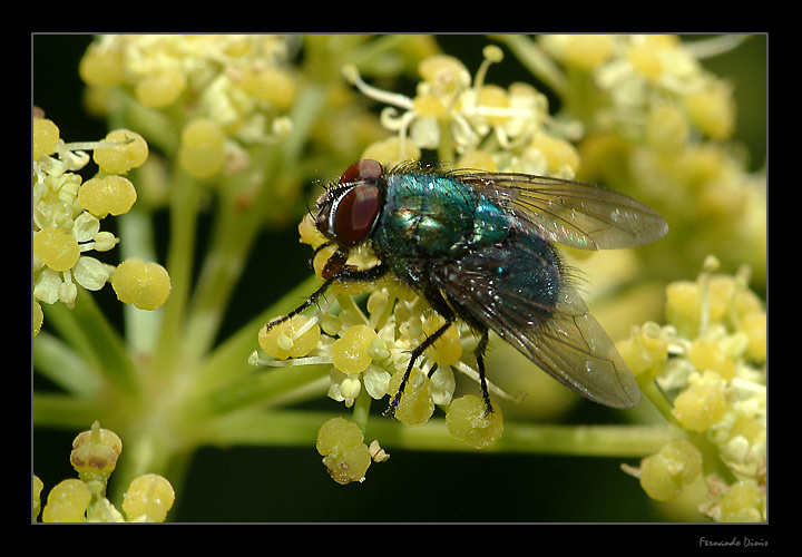 photo "Metallic bug" tags: nature, macro and close-up, insect