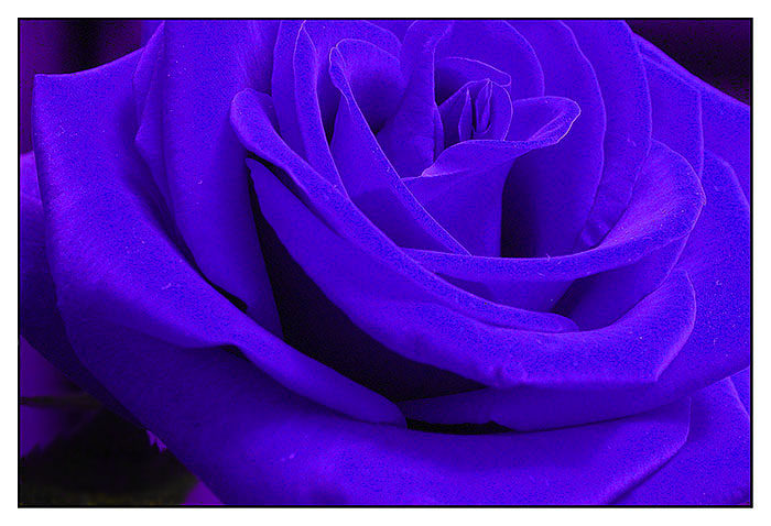 photo "Rose" tags: macro and close-up, misc., 