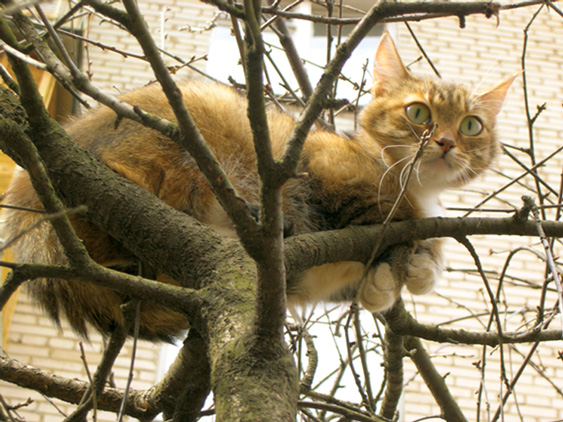 фото "Испуганный кот" метки: природа, домашние животные