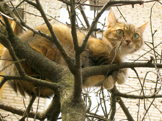 photo "Cat scared" tags: nature, pets/farm animals