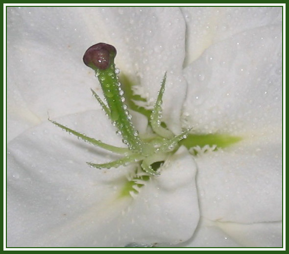 photo "drops 3" tags: nature, macro and close-up, flowers