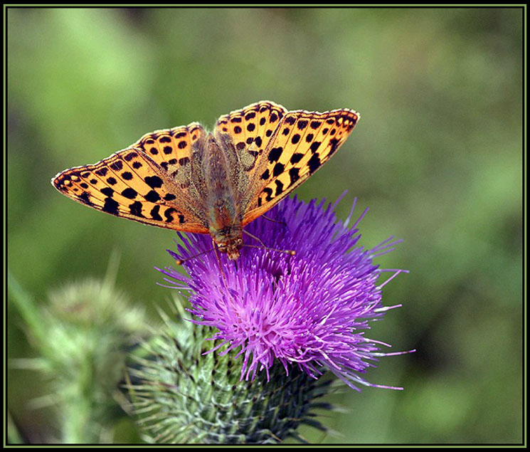 photo "Butterfly" tags: macro and close-up, 