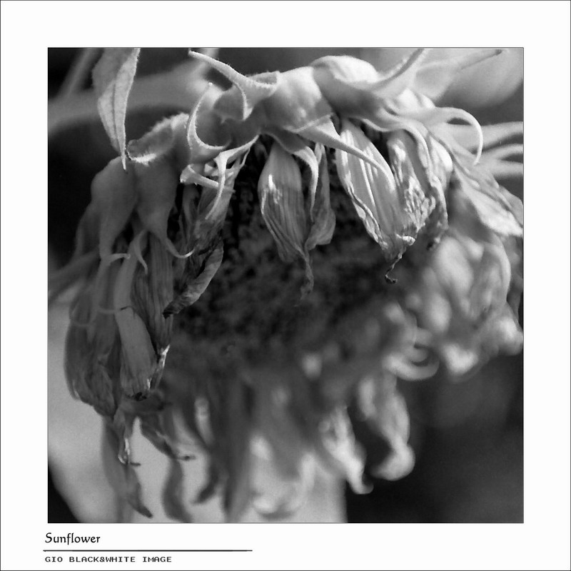 фото "SunFlower" метки: макро и крупный план, природа, цветы