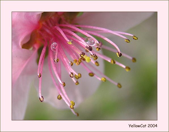 photo "tenderness" tags: nature, macro and close-up, flowers