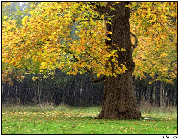 photo "rain" tags: landscape, forest