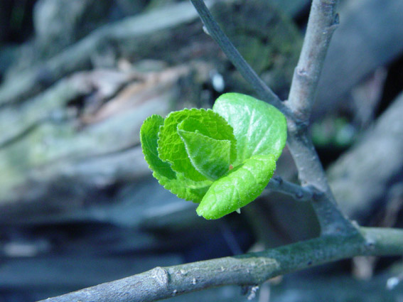 photo "Time of the spring" tags: macro and close-up, 