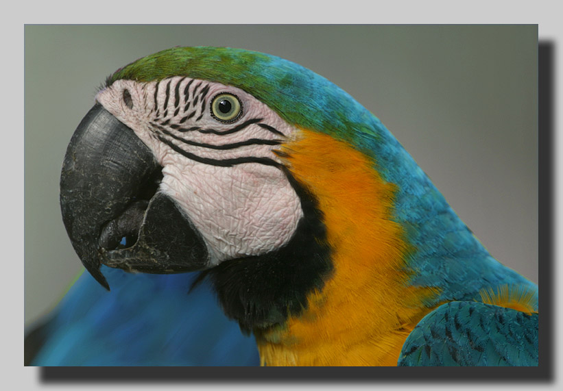 photo "Parrot" tags: nature, travel, South America, wild animals