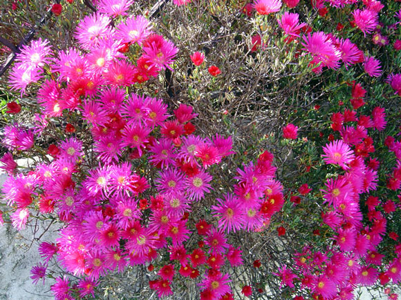 фото "SpringTime" метки: природа, цветы