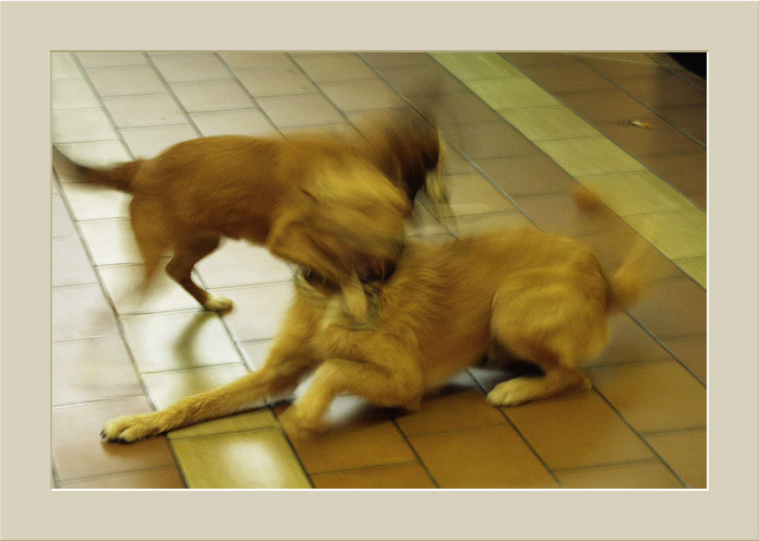 photo "Annecy. 2 dogs" tags: travel, Europe
