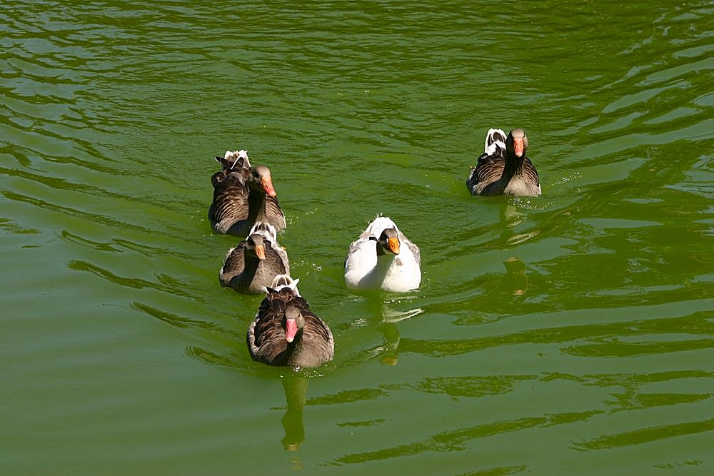 photo "Order Formation ..." tags: nature, pets/farm animals