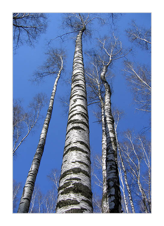 photo "***" tags: landscape, forest, spring