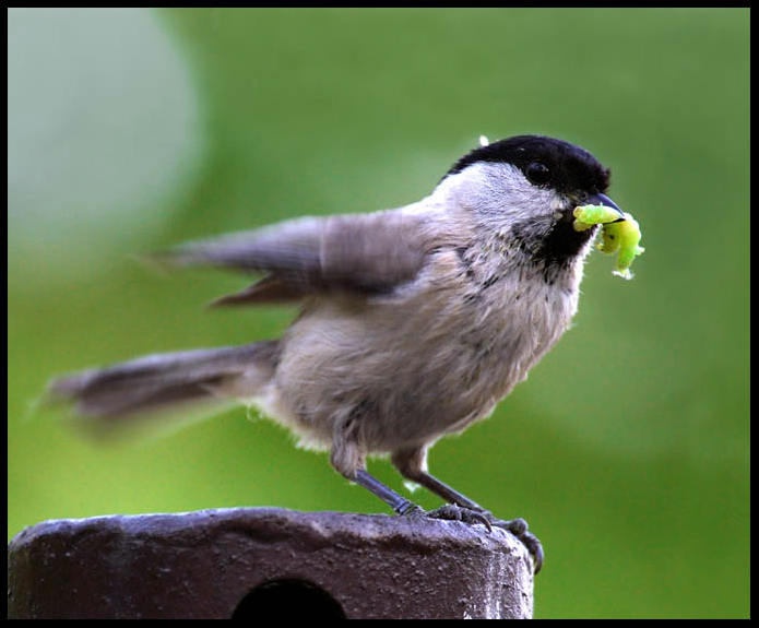 photo "Tasty" tags: nature, wild animals