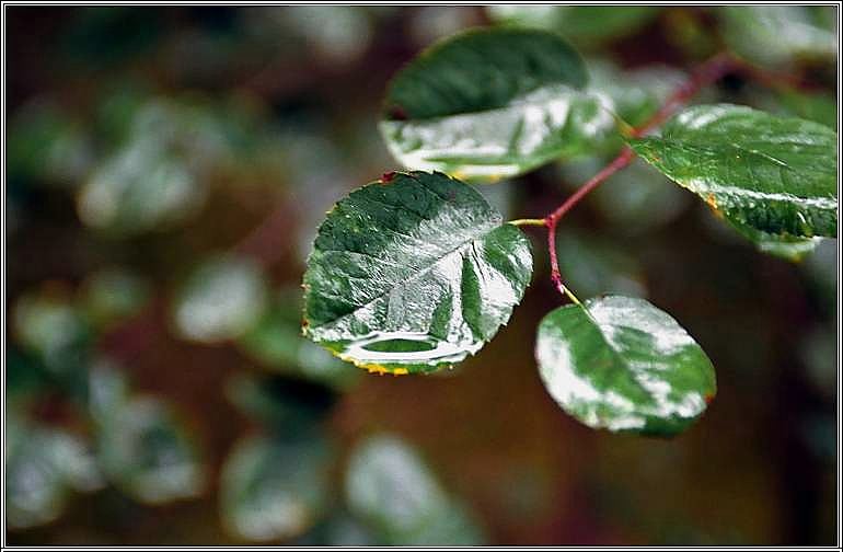 photo "After rain" tags: landscape, macro and close-up, forest