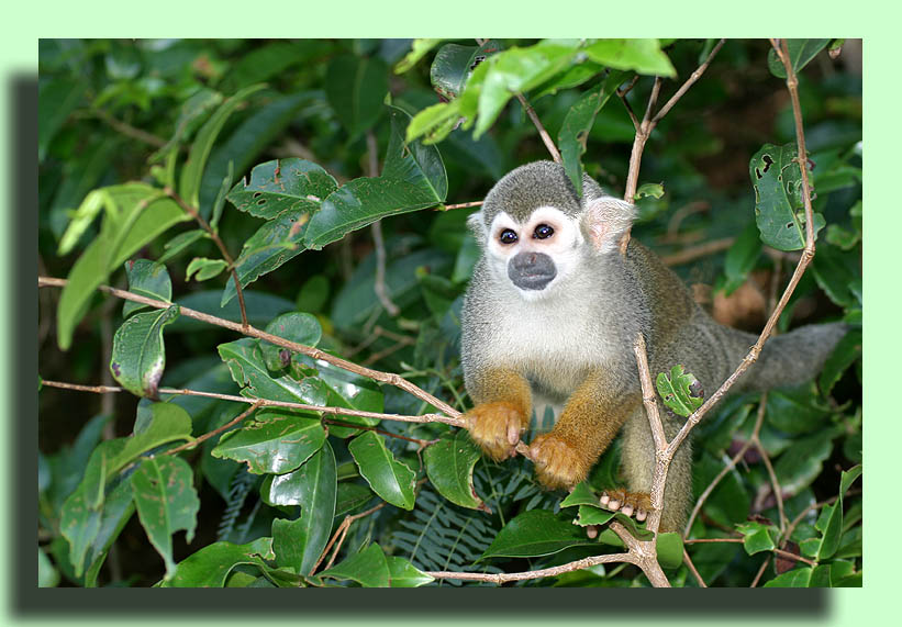 photo "Island monkey" tags: nature, travel, South America, wild animals