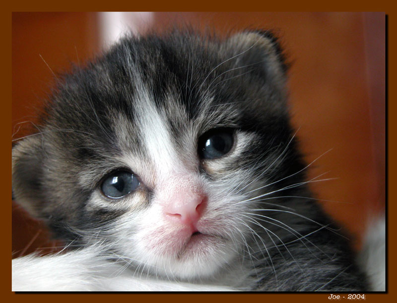 фото "_?" метки: природа, домашние животные
