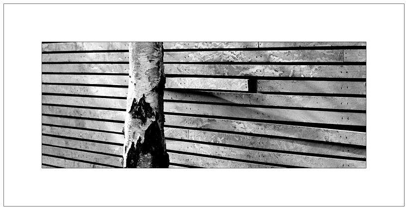 photo "bark" tags: architecture, black&white, landscape, 