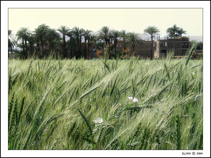 photo "bread of the east /the egyptian sketches/" tags: travel, landscape, Africa