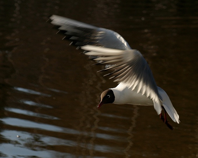 photo "Flight." tags: nature, wild animals