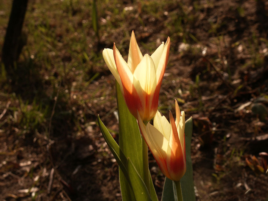 photo "first tulips of this year" tags: nature, flowers