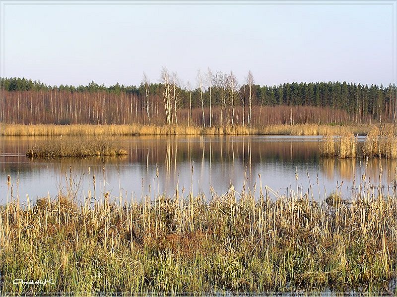 фото "Тихое болотце" метки: природа, 