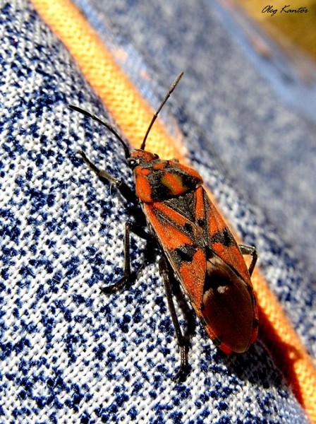фото "Рыжий жук" метки: макро и крупный план, природа, насекомое