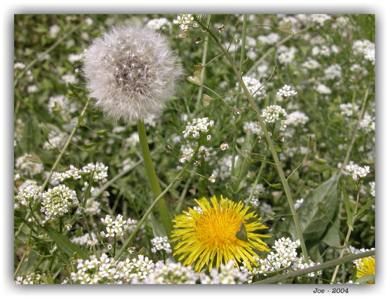 photo "Dandelion" tags: nature, flowers