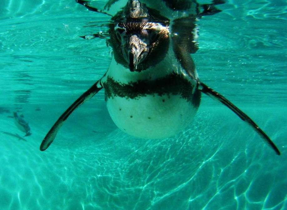 photo "Penguin in the water." tags: nature, wild animals