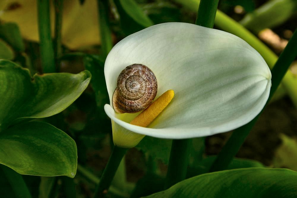 photo "My little house..." tags: nature, flowers