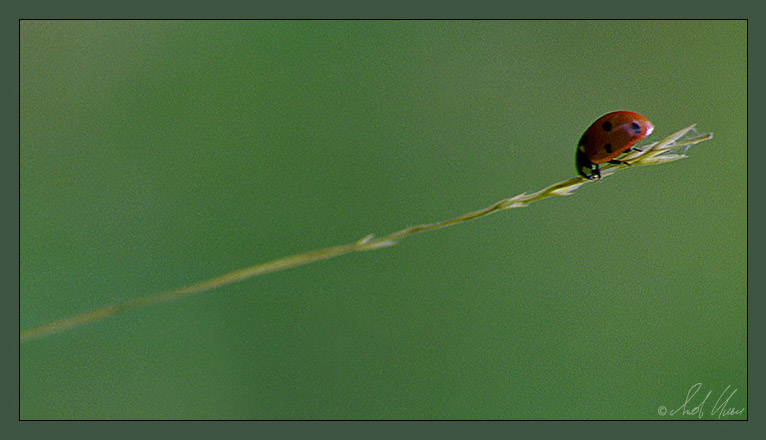 photo "At edge" tags: macro and close-up, nature, insect