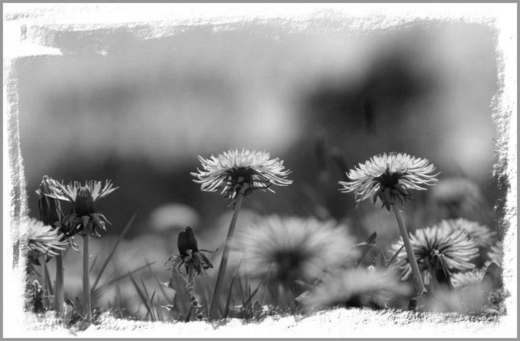 фото "Flowerdream" метки: природа, цветы