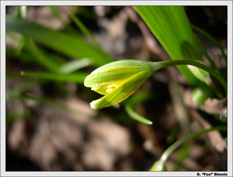 photo "Primrose" tags: nature, macro and close-up, flowers