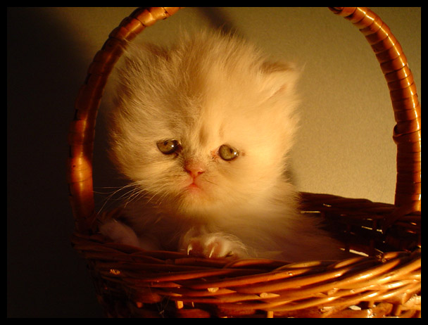 photo "a cat`ик" tags: portrait, nature, pets/farm animals