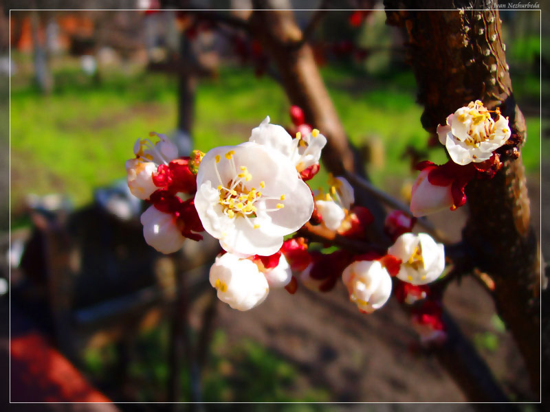 photo "Contrast colours of Spring" tags: nature, macro and close-up, flowers