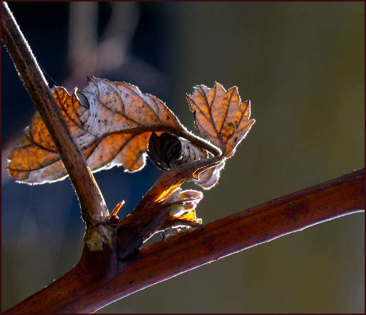 photo "One has stop in aspiration to live, another..." tags: genre, macro and close-up, 