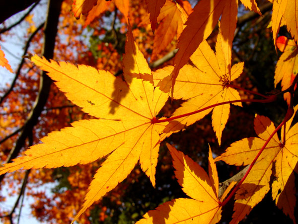 photo "The morning in Autumn" tags: nature, flowers