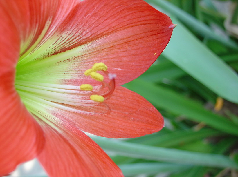 photo "^-^" tags: nature, flowers
