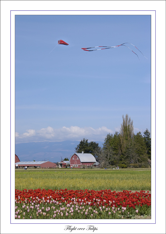 photo "Flight over Tulips" tags: reporting, landscape, spring